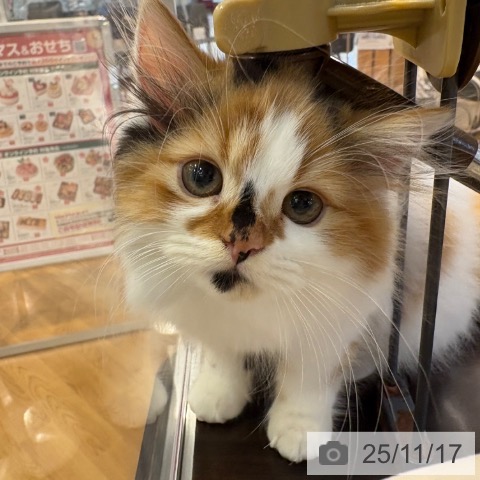 スコティッシュフォールドの写真