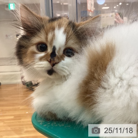 スコティッシュフォールドの写真