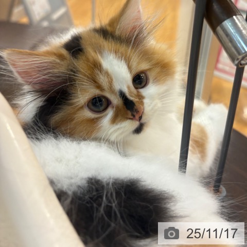 スコティッシュフォールドの写真