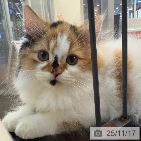 スコティッシュフォールドの写真