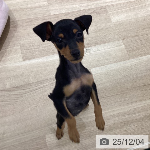 岩手県のミニチュアピンシャー (ペットプラス 盛岡南店/2025年9月17日生まれ/女の子/ブラックタン)の子犬の4枚目の画像