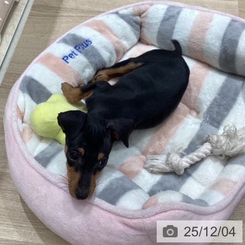 岩手県のミニチュアピンシャー (ペットプラス 盛岡南店/2025年9月17日生まれ/女の子/ブラックタン)の子犬の3枚目の画像