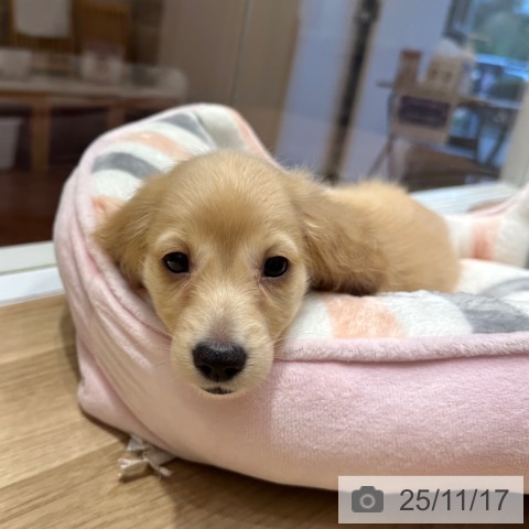 ミニチュア・ダックスフンドの写真