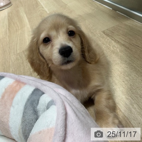 ミニチュア・ダックスフンドの写真