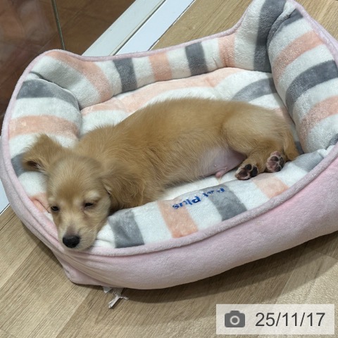 ミニチュア・ダックスフンドの写真