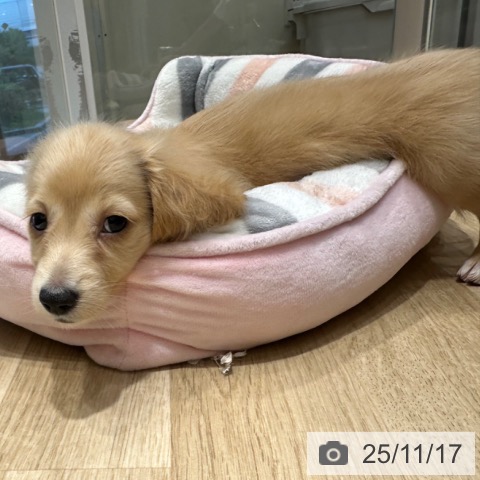 ミニチュア・ダックスフンドの写真