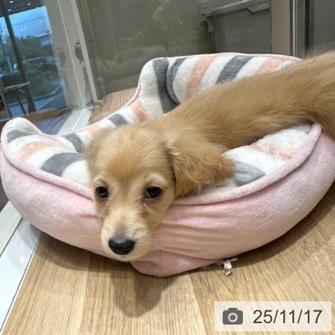 ミニチュア・ダックスフンドの写真