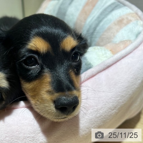 兵庫県のミニチュアダックスフンド(ロング) (ペットプラス 神戸三宮店/2025年9月17日生まれ/男の子/ブラックタン)の子犬の4枚目の画像