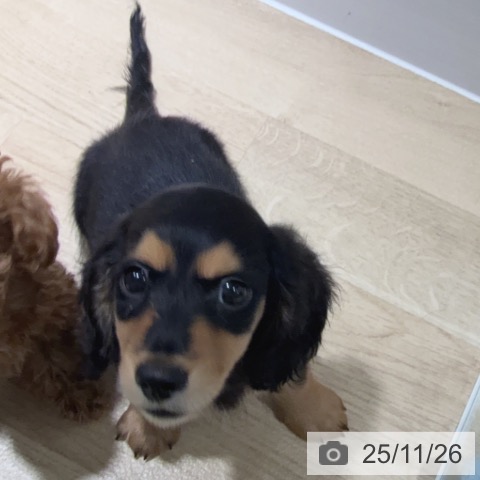 兵庫県のミニチュアダックスフンド(ロング) (ペットプラス 神戸三宮店/2025年9月17日生まれ/男の子/ブラックタン)の子犬の3枚目の画像