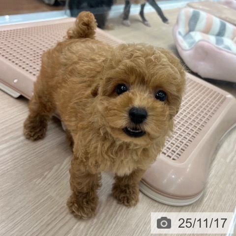 トイ・プードルの写真