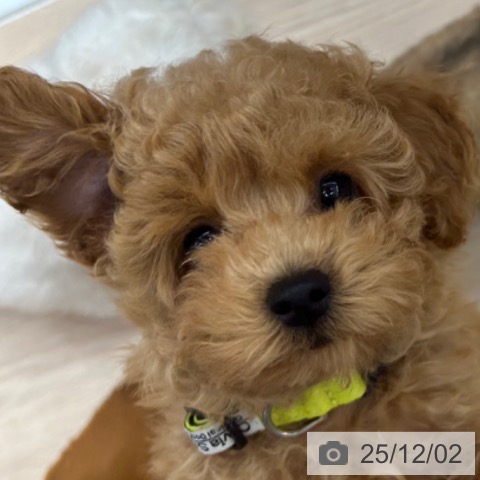 京都府のトイプードル(トイ) (ペットプラス 京都桂川店/2025年9月13日生まれ/男の子/オレンジフォーン)の子犬の4枚目の画像