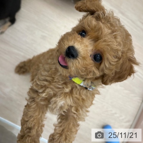 京都府のトイプードル(トイ) (ペットプラス 京都桂川店/2025年9月13日生まれ/男の子/オレンジフォーン)の子犬の3枚目の画像