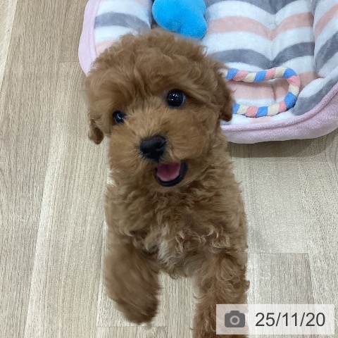 トイ・プードルの写真