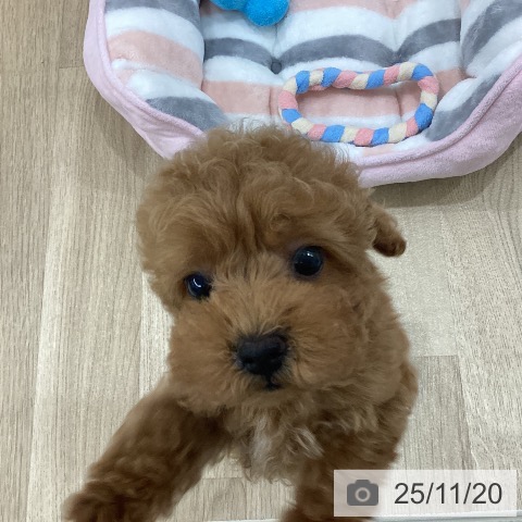 トイ・プードルの写真