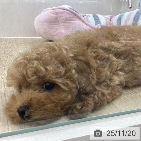 トイ・プードルの写真