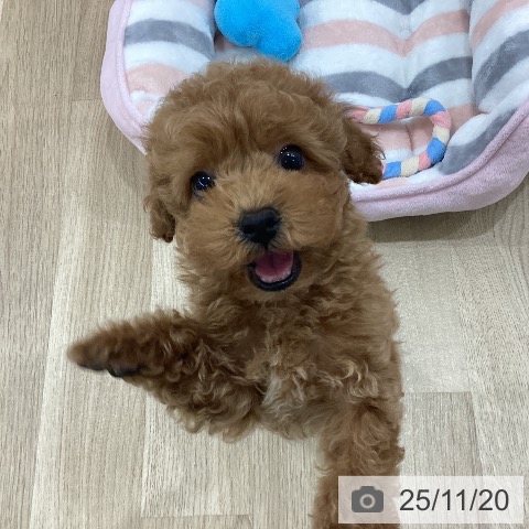 トイ・プードルの写真