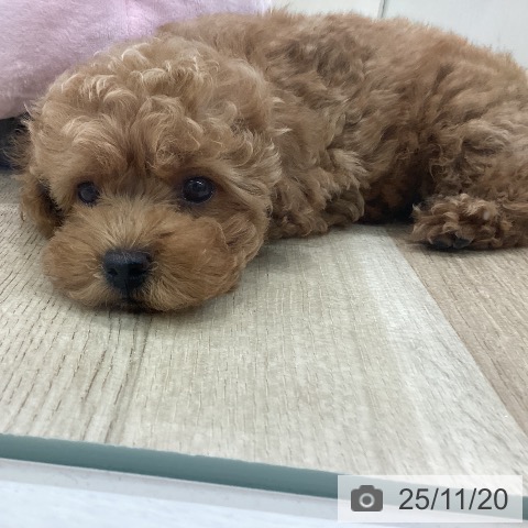 トイ・プードルの写真