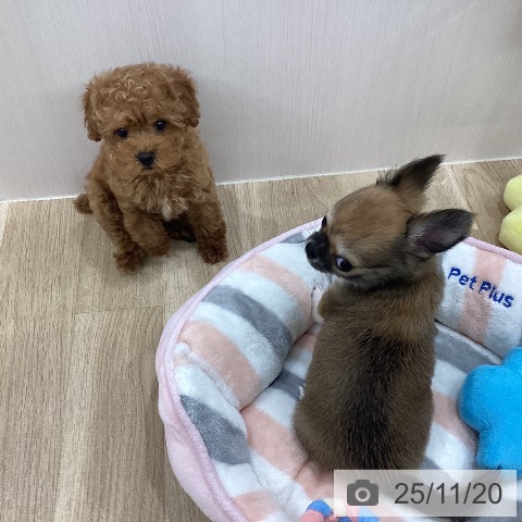 トイ・プードルの写真