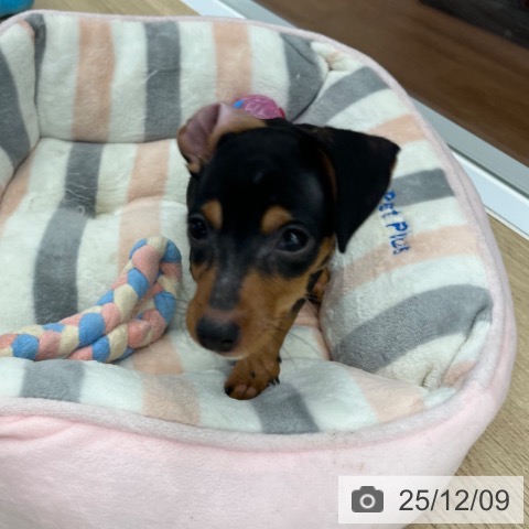 大阪府のミニチュアピンシャー (ペットプラス りんくう泉南店/2025年9月16日生まれ/女の子/ブラックタン)の子犬の4枚目の画像