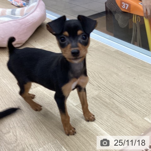 ミニチュア・ピンシャーの写真