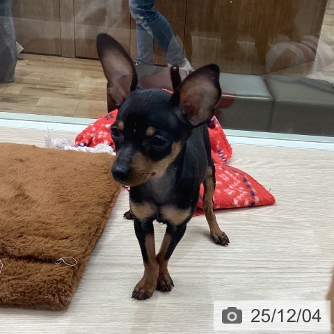 千葉県のミニチュアピンシャー (ペットプラス 幕張新都心店/2025年9月16日生まれ/女の子/ブラックタン)の子犬の3枚目の画像