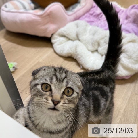 大阪府のスコティッシュフォールド (ペットプラス 堺北花田店/2025年8月28日生まれ/男の子/シルバータビー)の子猫の4枚目の画像