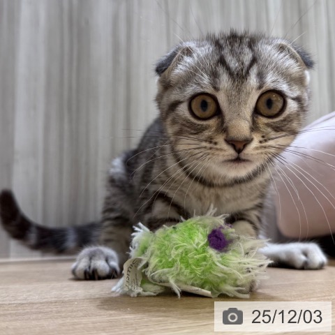 大阪府のスコティッシュフォールド (ペットプラス 堺北花田店/2025年8月28日生まれ/男の子/シルバータビー)の子猫の3枚目の画像