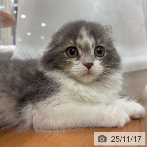 スコティッシュフォールドの写真