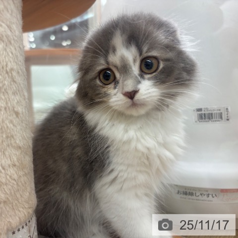 スコティッシュフォールドの写真