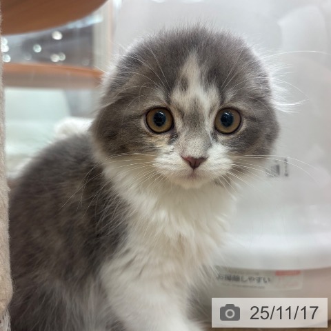 スコティッシュフォールドの写真