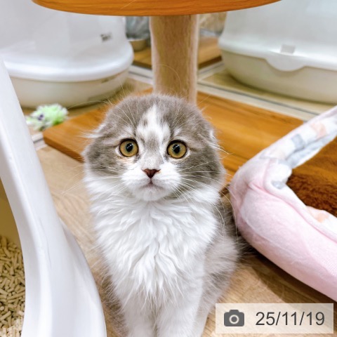 大阪府のスコティッシュフォールド (ペットプラス イオン大日店/2025年9月7日生まれ/女の子/ダイリュートキャリコ)の子猫の4枚目の画像