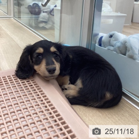 ミニチュア・ダックスフンドの写真