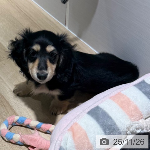 兵庫県のミニチュアダックスフンド(ロング) (ペットプラス 神戸三宮店/2025年9月18日生まれ/女の子/ブラックイエロー)の子犬の4枚目の画像