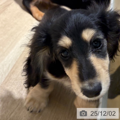 兵庫県のミニチュアダックスフンド(ロング) (ペットプラス 神戸三宮店/2025年9月18日生まれ/女の子/ブラックイエロー)の子犬の3枚目の画像