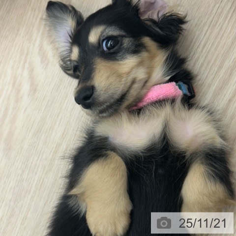 ミニチュア・ダックスフンドの写真