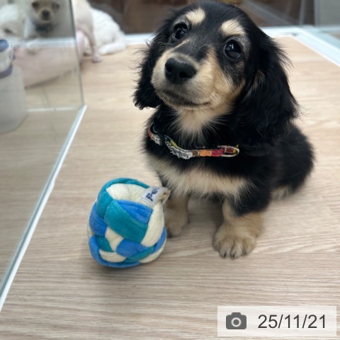 ミニチュア・ダックスフンドの写真