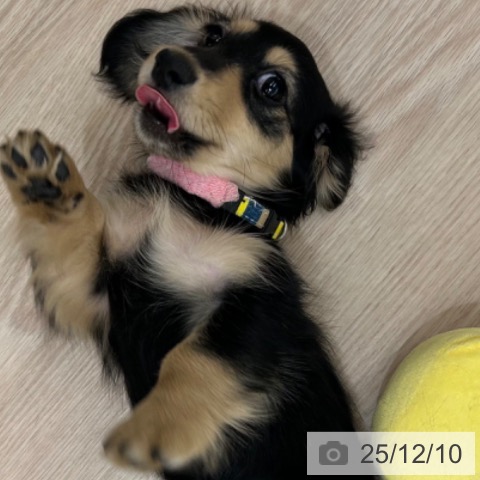 京都府のミニチュアダックスフンド(ロング) (ペットプラス 京都桂川店/2025年9月18日生まれ/女の子/ブラックイエロー)の子犬の4枚目の画像