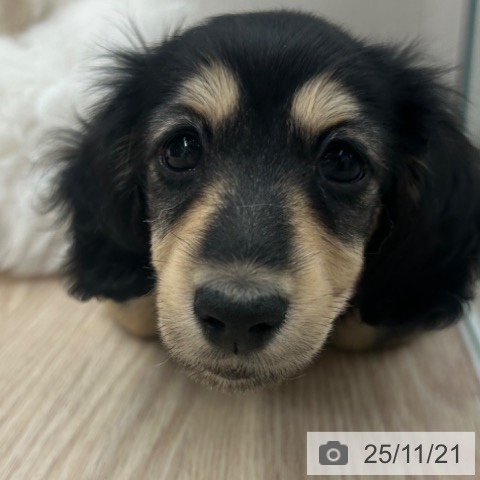 ミニチュア・ダックスフンドの写真