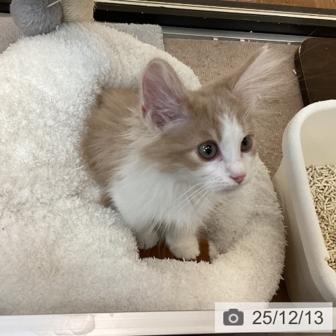 京都府のノルウェージャンフォレストキャット (ペットプラス 久御山店/2025年8月22日生まれ/男の子/クリームホワイト)の子猫の4枚目の画像