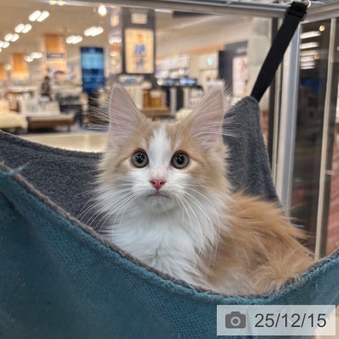 京都府のノルウェージャンフォレストキャット (ペットプラス 久御山店/2025年8月22日生まれ/男の子/クリームホワイト)の子猫の3枚目の画像