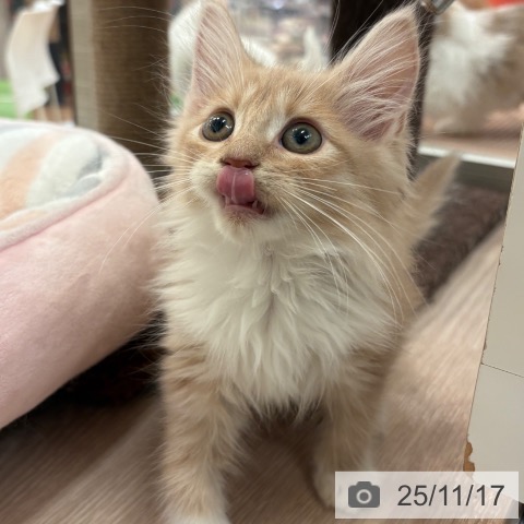 ノルウェージャンフォレストキャットの写真