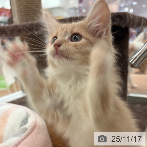 ノルウェージャンフォレストキャットの写真