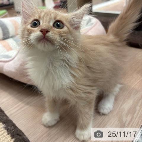 ノルウェージャンフォレストキャットの写真