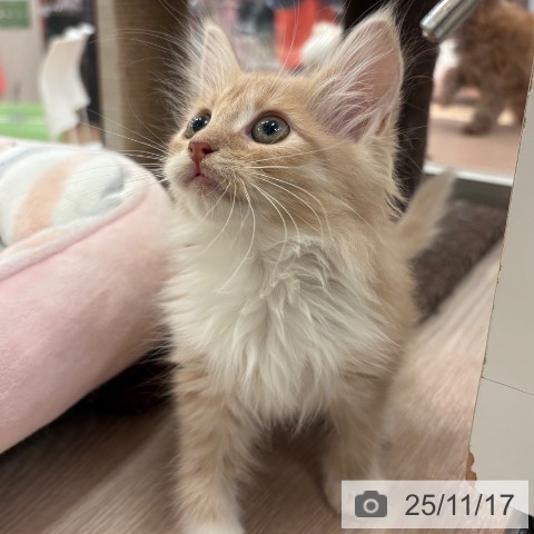 ノルウェージャンフォレストキャットの写真