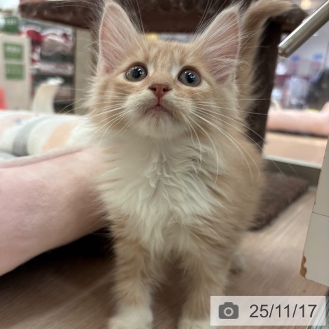 ノルウェージャンフォレストキャットの写真