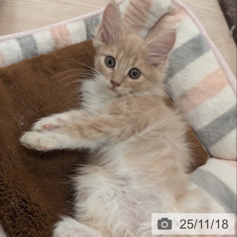 ノルウェージャンフォレストキャットの写真