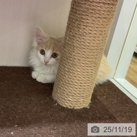 大阪府のノルウェージャンフォレストキャット (ペットプラス 堺鉄砲町店/2025年8月22日生まれ/女の子/クリームホワイト)の子猫の4枚目の画像