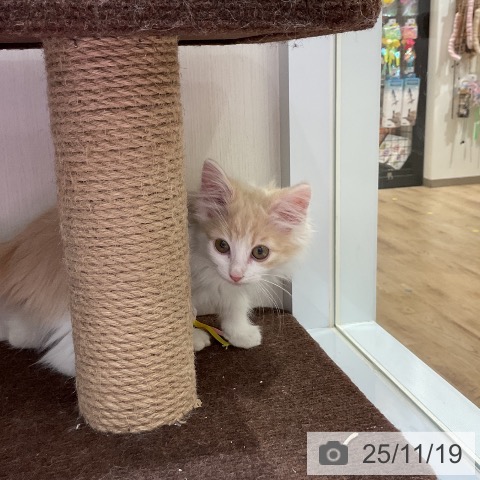 大阪府のノルウェージャンフォレストキャット (ペットプラス 堺鉄砲町店/2025年8月22日生まれ/女の子/クリームホワイト)の子猫の3枚目の画像