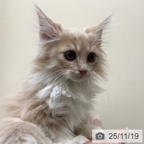 ノルウェージャンフォレストキャットの写真