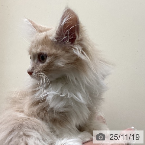 ノルウェージャンフォレストキャットの写真